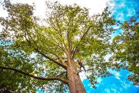 How Our Tree Care Process Works  in  Knik Fairview, AK