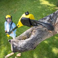 Best Tree Health Inspection  in Knik Fairview, AK