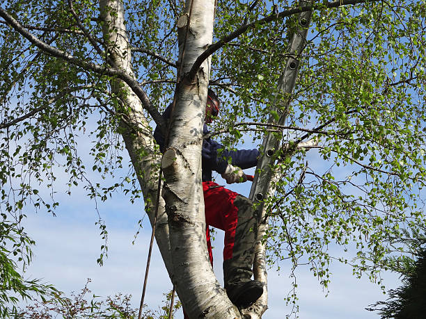 Best Arborist Consultation Services  in Knik Fairview, AK