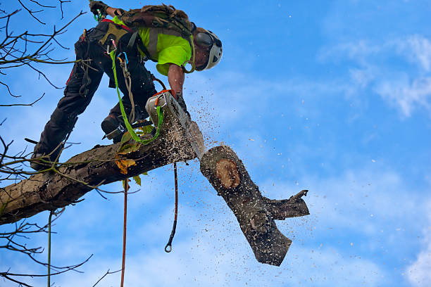 Best Hazardous Tree Removal  in Knik Fairview, AK