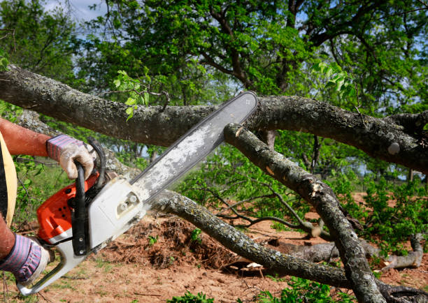  Knik Fairview, AK Tree Removal Services Pros